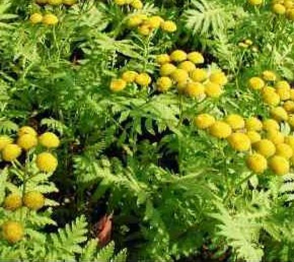 Artemisia Annua tincture (GMO & gluten free)